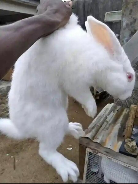 Lapins de compagnie et pour ma