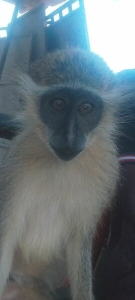 Singe