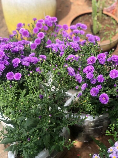 Aster