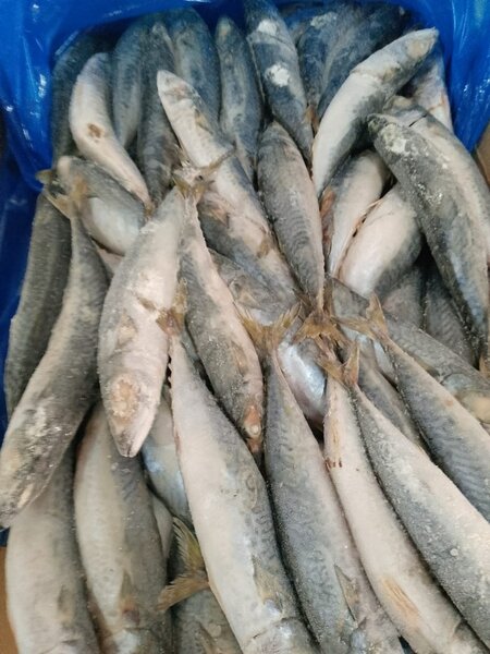 Salmon