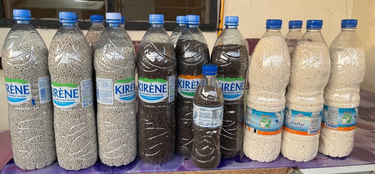 Grain de dêguê sec