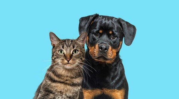 Beni Market pet shop