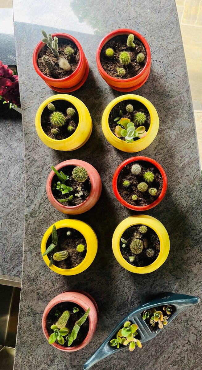 Pots and Plants