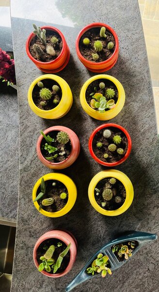 Pots and Plants