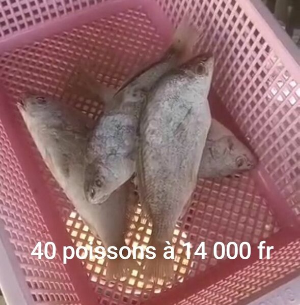 Sosso américain