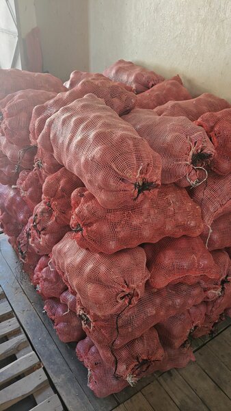 Red onion