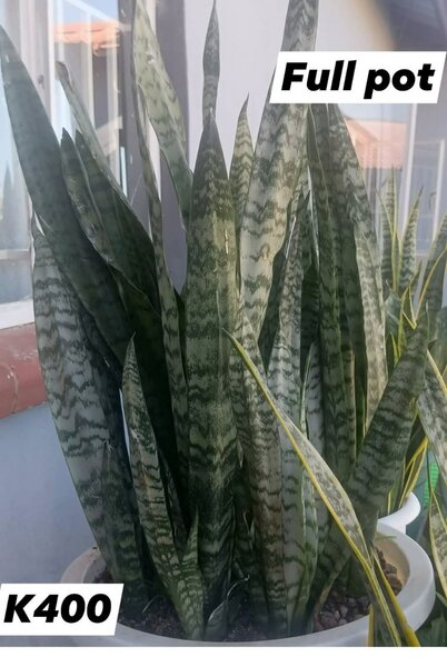 Plants