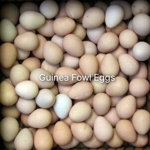 Fresh Guinea Fowl Eggs For sale