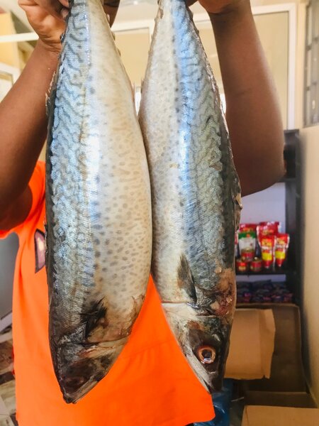 Salmon