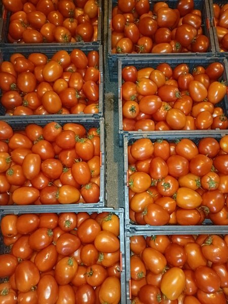 TOMATE FRAÎCHE