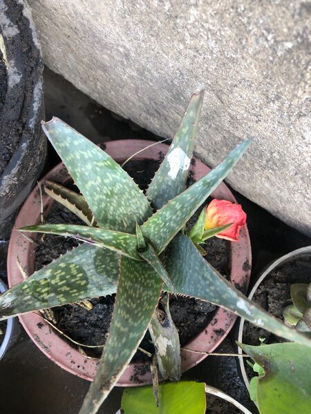 Plants