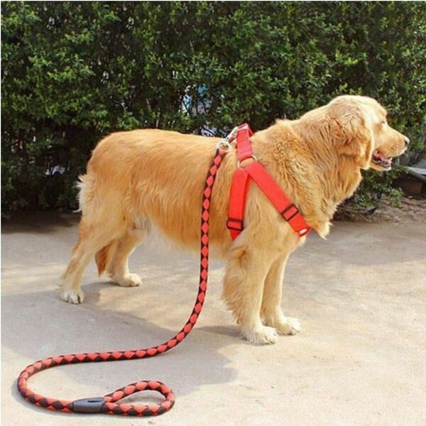 Laisse chien