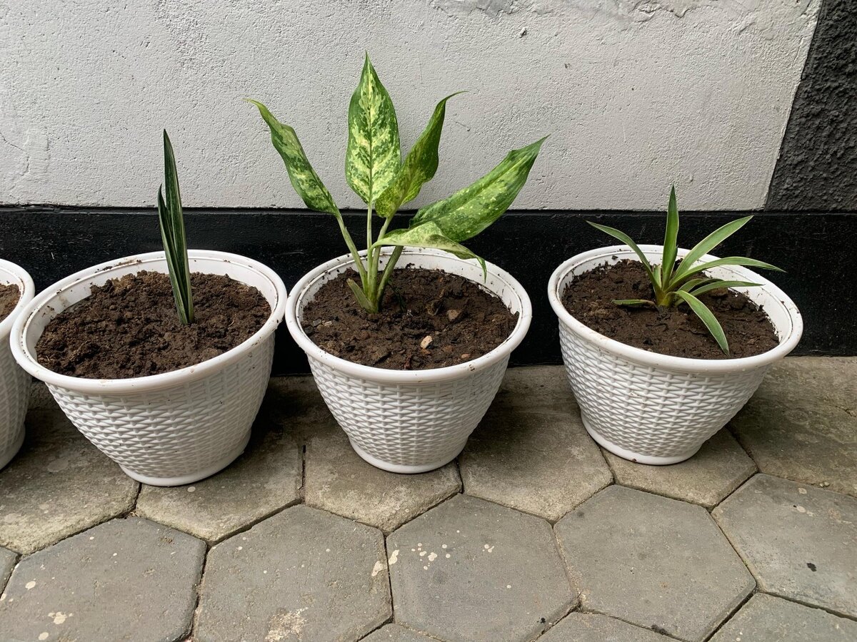 Pot flower