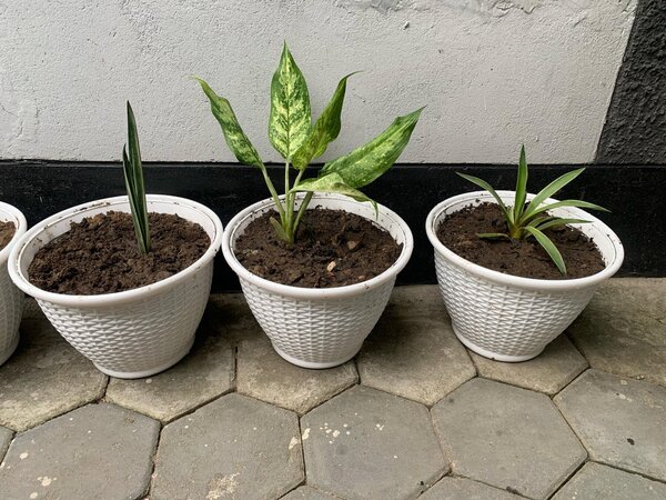 Pot flower