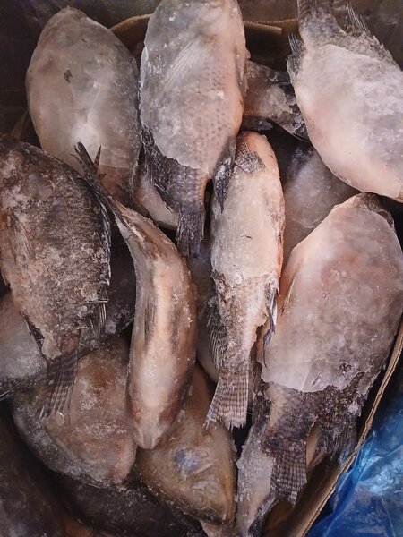 Poisson carpe