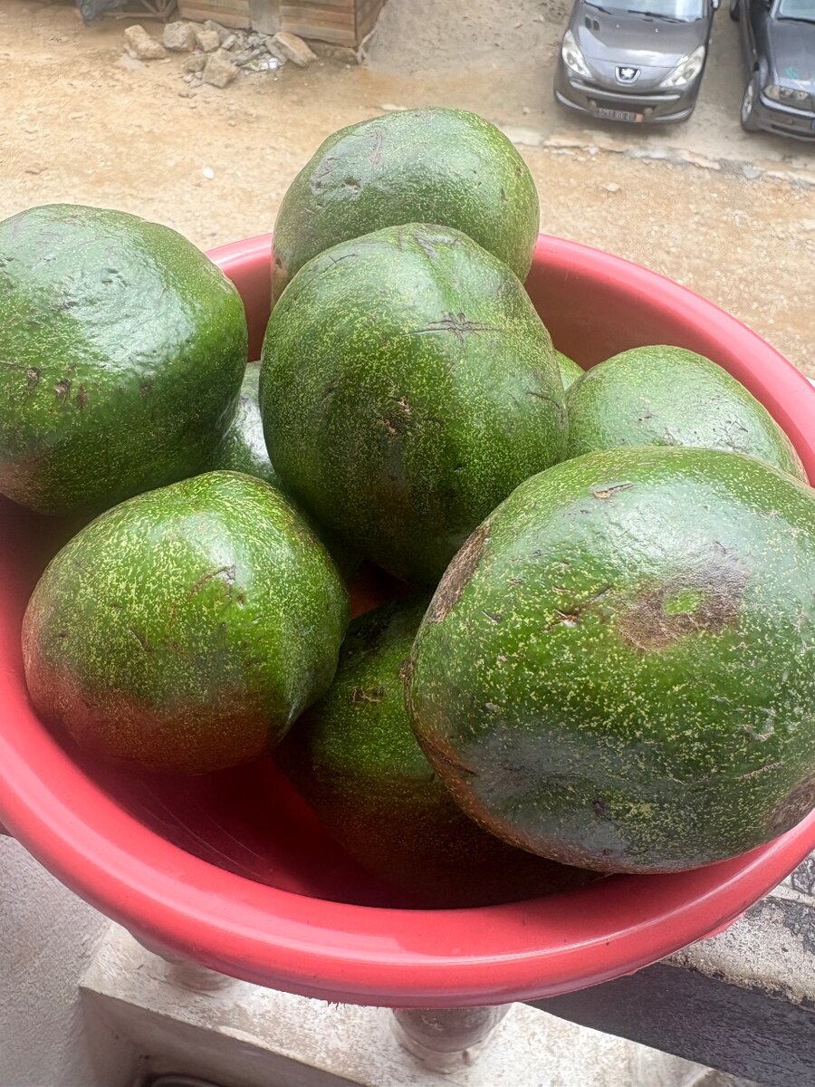 Avocat