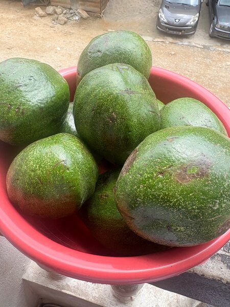 Avocat