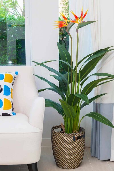 Birds of Paradise plant