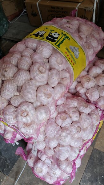 Garlic