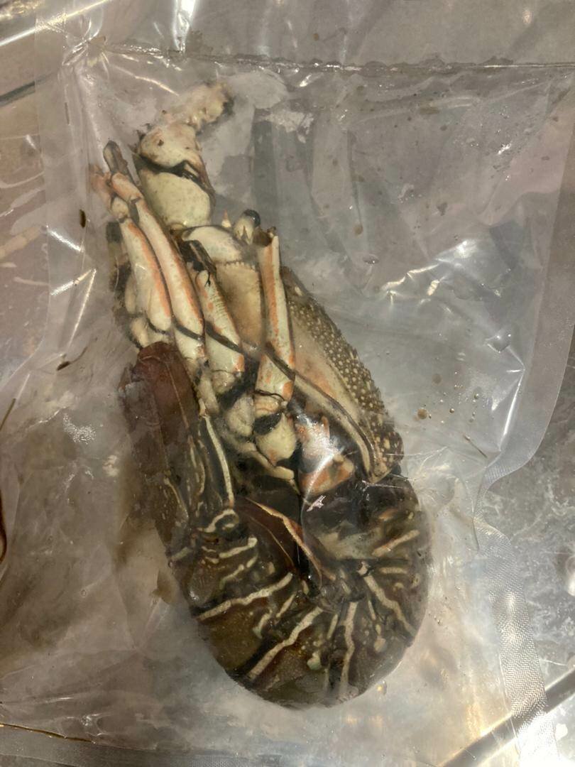 Lobster