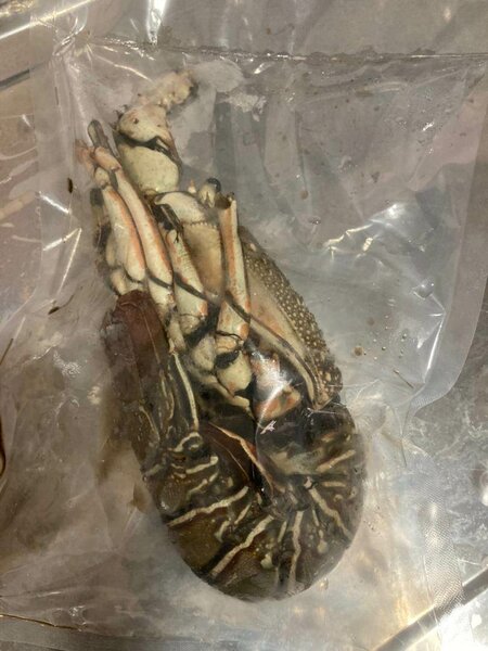 Lobster