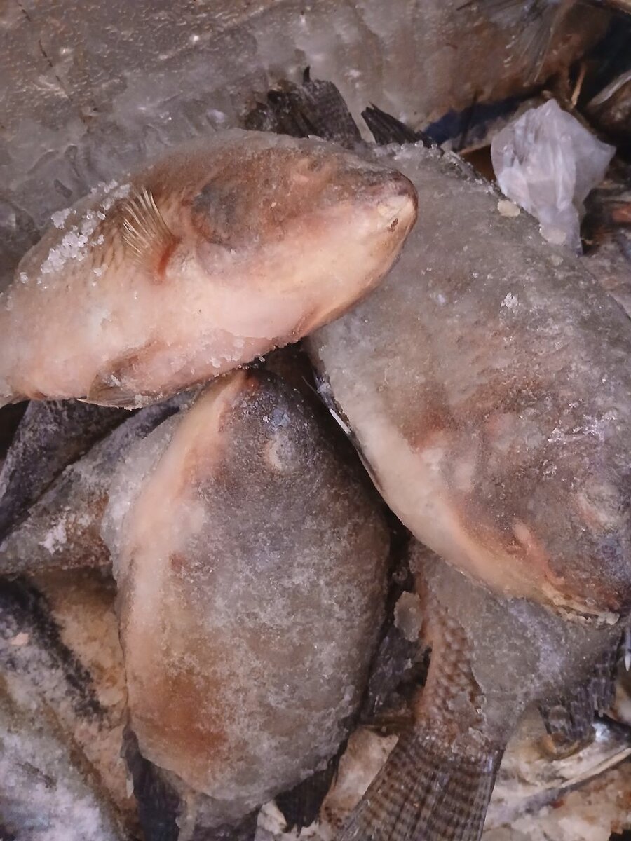 Poisson carpe