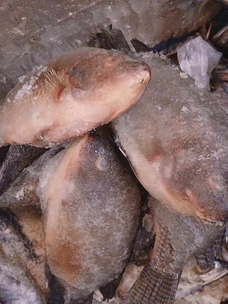 Poisson carpe