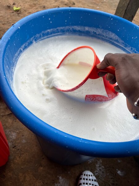 lait de bœuf