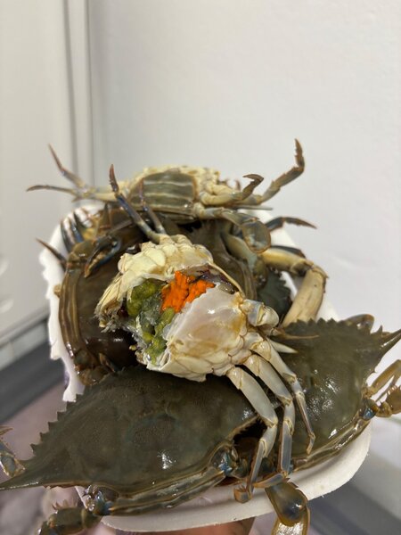Crabes femelles
