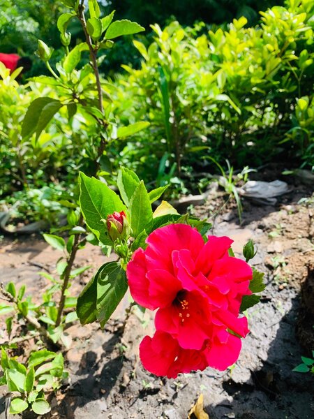 Hibiscus plant