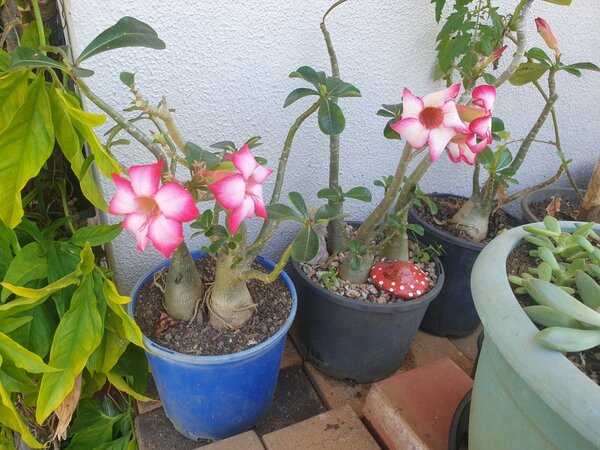 Red Desert Rose