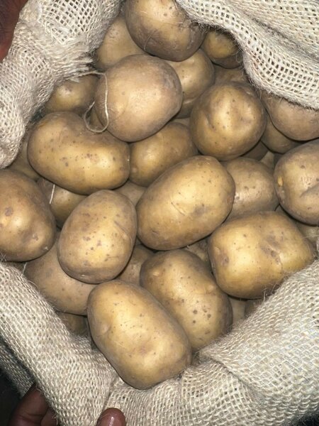 Pomme de terre 10 kg