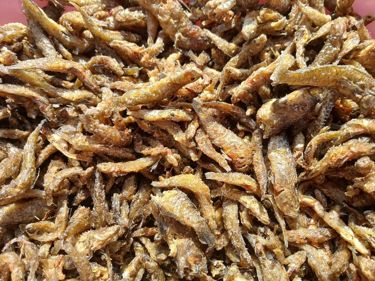 Fresh Tilapia