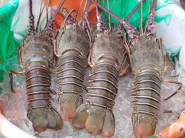 Langouste fraîche
