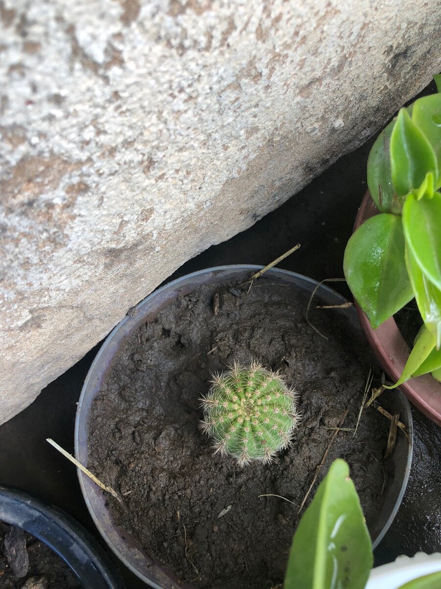 Plants