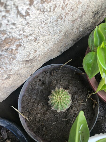 Plants