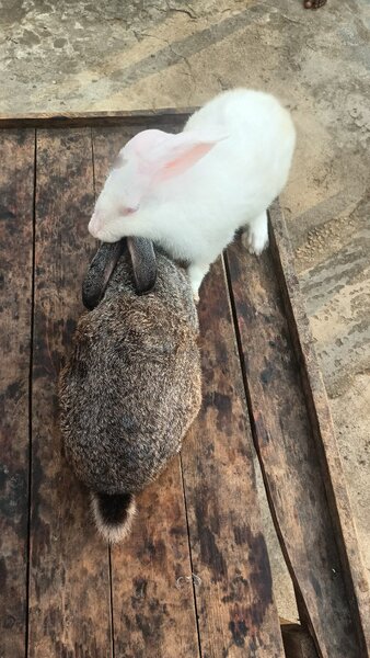 Lapin