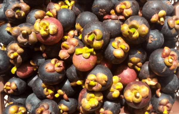 Mangoustans Frais Bio
