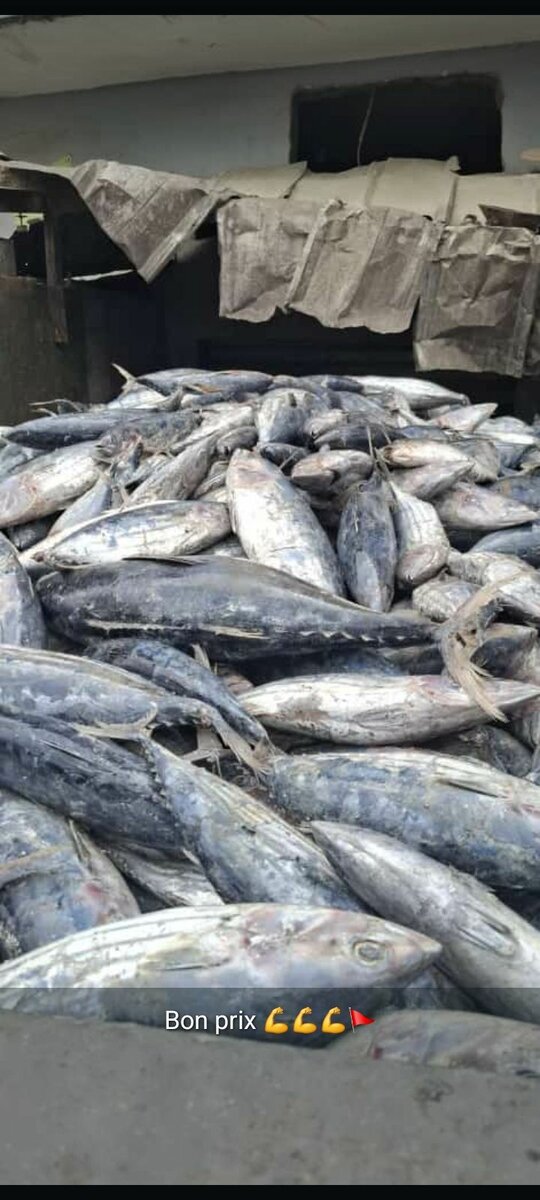 Poisson Thon Blanc Salé