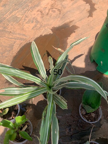 Plants
