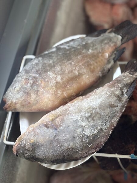 Poissons carpes