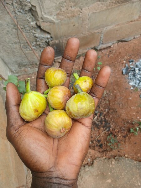 Fig tree