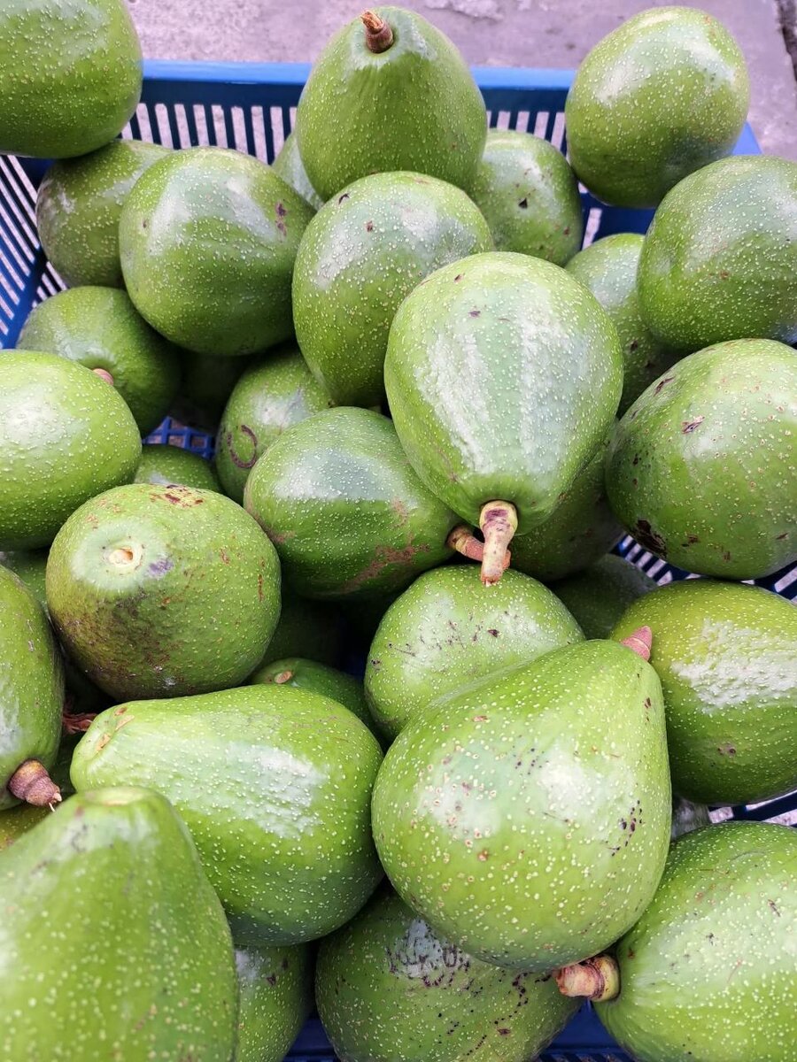 Avocats frais de qualité