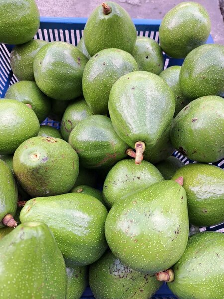 Avocats frais de qualité