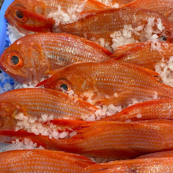 Frozen Fish