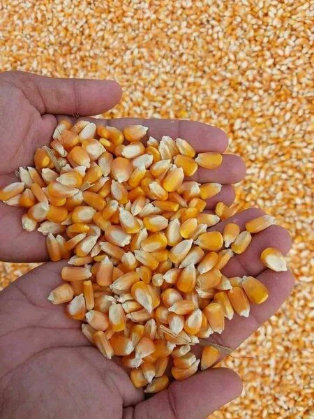 Yellow Maize