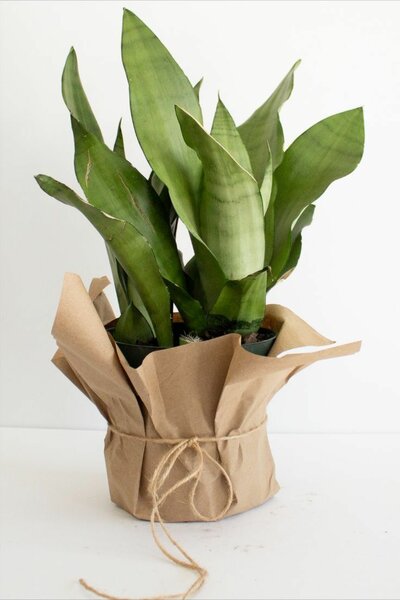 Plant bouquet