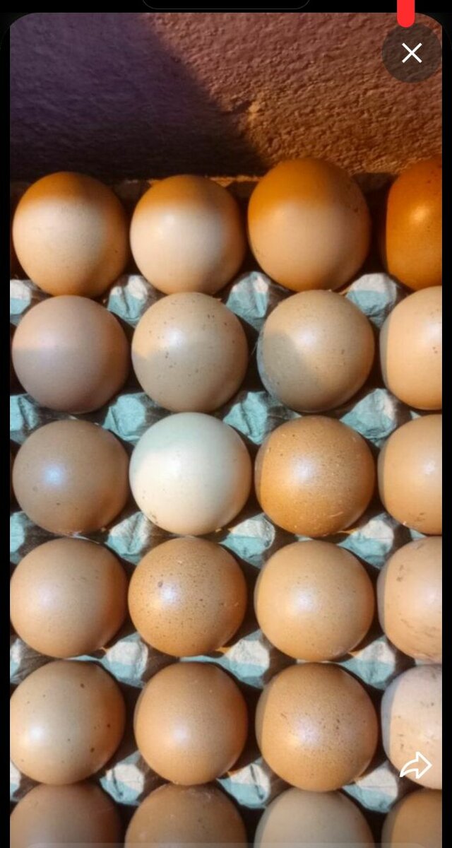 5 plaquettes d'oeuf frais