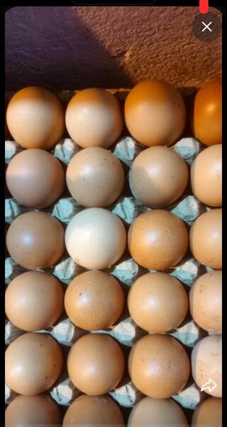 5 plaquettes d'oeuf frais