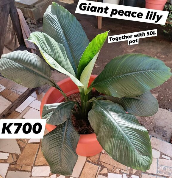 Plants